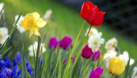 Colorful_spring_garden