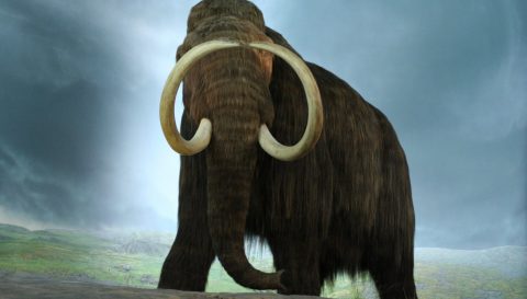 Mammut-foto-Royal-British-Columbia-Museum-scaled