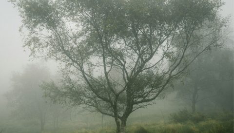 heimkomst-coverimage-9788248939634-org-b21021